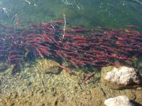 Bifogad bild: sockeye1.jpg